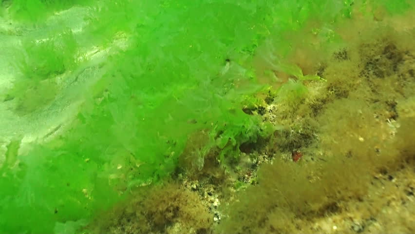 藻类积累藻类